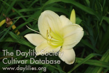 Daylily Kindly Kevin